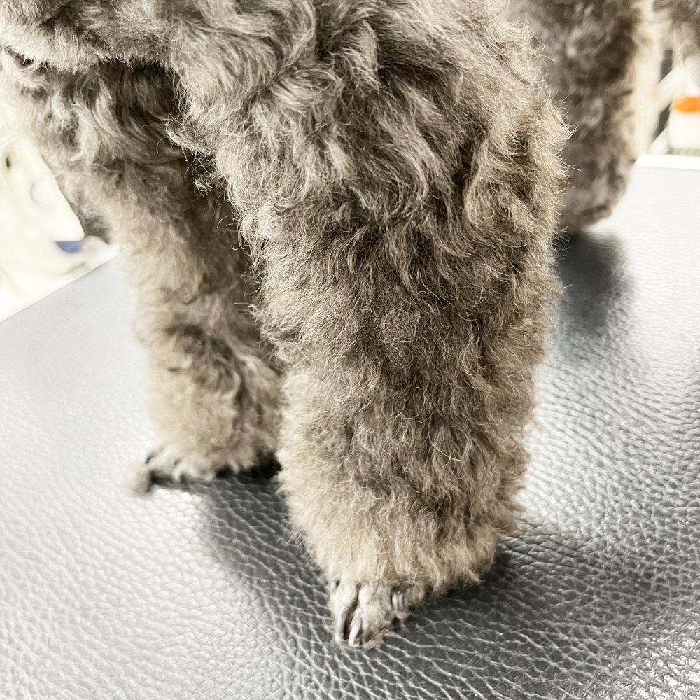 ２年生はお客様の愛犬をトリミング♪②